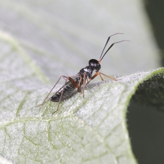 Globiceps flavomaculatus