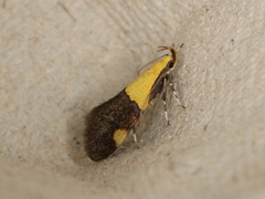 Oecophora bractella
