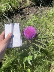 Cirsium drummondii