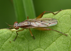 Sepedon spinipes