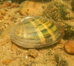 Cambarunio taeniatus