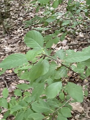 Stigmella rhamnicola