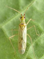Dicyphus epilobii