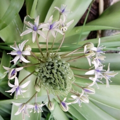 Scilla peruviana elongata