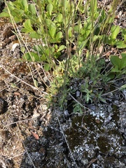 Primula mistassinica