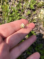 Primula mistassinica