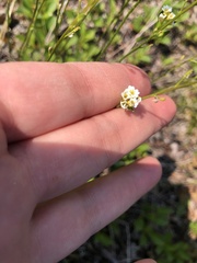 Primula mistassinica