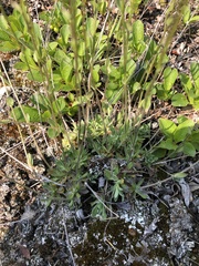 Primula mistassinica