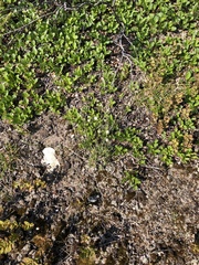 Primula mistassinica