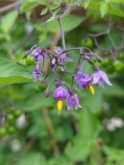 Solanum dulcamara