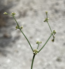Eriogonum ampullaceum