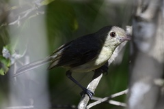 Vireo gundlachii