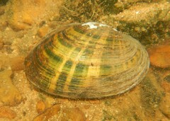 Cambarunio taeniatus