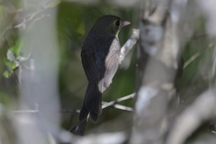 Vireo gundlachii