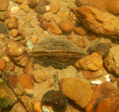 Cambarunio taeniatus