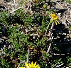 Senecio achilleifolius