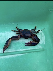 Petrolisthes violaceus