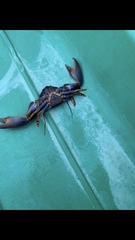 Petrolisthes violaceus