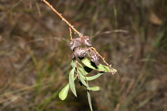 Hakea florulenta