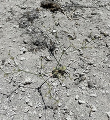 Eriogonum ampullaceum