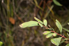 Hakea florulenta