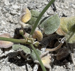 Eriogonum ampullaceum