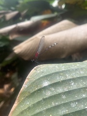 Hetaerina fuscoguttata