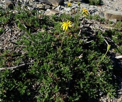 Senecio achilleifolius
