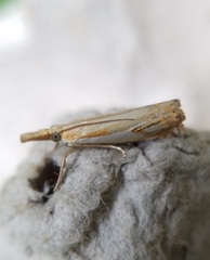 Crambus agitatellus