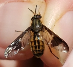Chrysops striatus