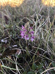 Pedicularis sudetica