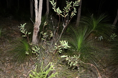 Hakea florulenta