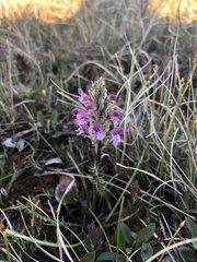 Pedicularis sudetica