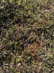 Pedicularis sudetica