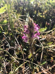 Pedicularis sudetica