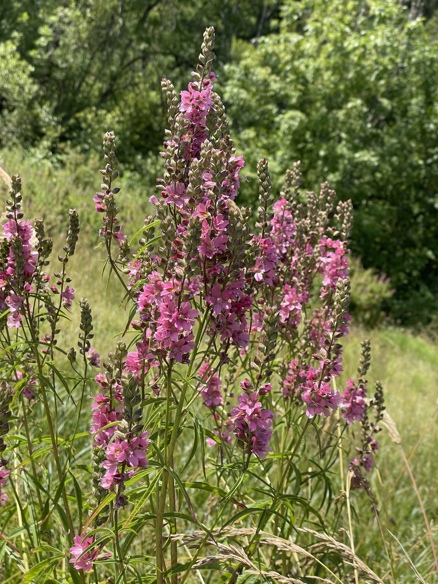 Sidalcea cusickii
