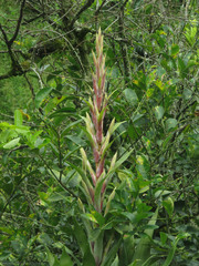 Tillandsia fendleri