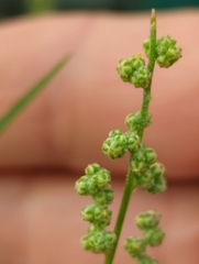 Chenopodium album