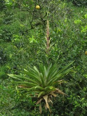 Tillandsia fendleri