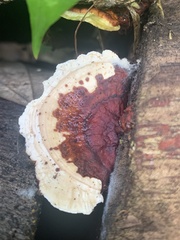 Earliella