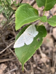 Scopula ancellata