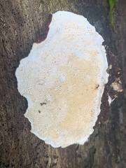 Earliella