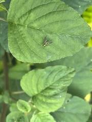 Condylostylus longicornis