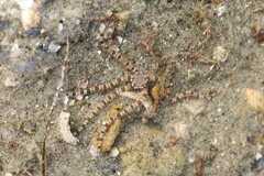 Ophionereis annulata