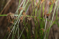 Schizaea bifida