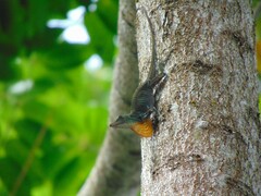 Anolis punctatus