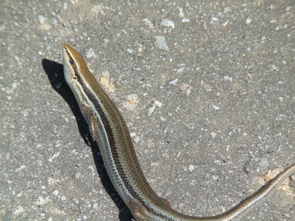 Caissara Squamata