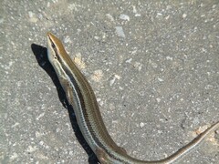 Brasiliscincus caissara