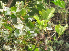 Spinus xanthogastrus