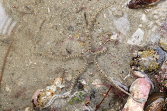 Ophionereis annulata